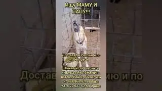 ИЩУ МАМУ И ПАПУ!!! Доставят в Россию и по Беларуси!Пожалуйста - звоните ЧЕРЕЗ ПРИЛОЖЕНИЯ ватсап итд