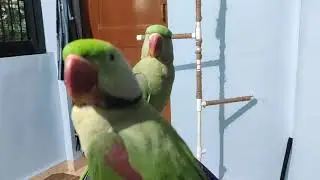 Beautiful parrot couple
