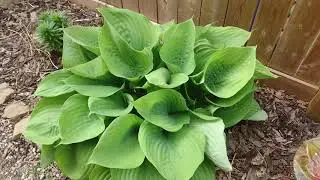 Join me on a quick tour of my garden.