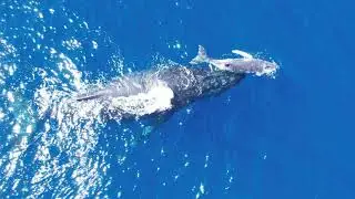 Une baleine et son baleineau - île de la Réunion