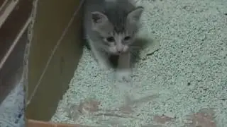 Farewell to those who discard cats and pick up