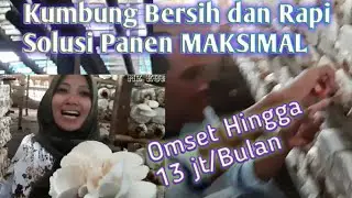 Kandang ayam di sulap jadi kumbung jamur tiram// omset 500 ribu perhari//Part 1