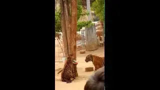 Кошачьи игры 2