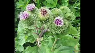 About colitis and burdock seeds. The second recipe for nasal congestion