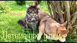 НАДОЕЛА ЗИМА✨ВСПОМНИМ ЛЕТНИЕ ПРОГУЛКИ✨КОТ И СОБАКА ЛУЧШИЕ ДРУЗЬЯ