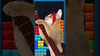 #cat playing bass/ playing game music / funny pets /funny cat animation/ 베이스를 연주하는 고양이/ 게임곡 연주/ 힐링샵