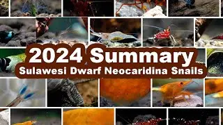 2024 Summary - Sulawesi Dwarf Neocaridina shrimp and Snails