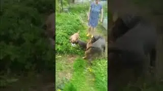 Щенки кане корсо. Готовим футбольную команду ⚽