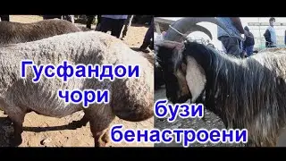 Молбозори Ёвон (17.05.2020) нархи буз гусфанд парандахо хайвонотои хонаги