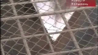 Колывань   первое место по итогам уборочной компании
