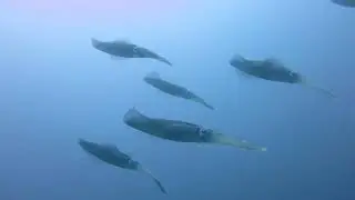 Squids