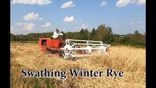 Rebuilt 1974 Swather Cutting Rye.   Will it Work?