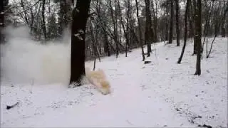 Smoke Bomb