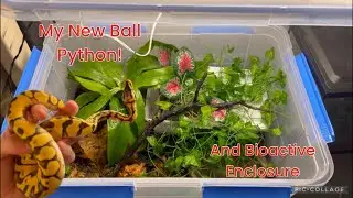 I Finally Got My Dream Ball Python!