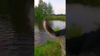 #dog #вео #shortsvideo