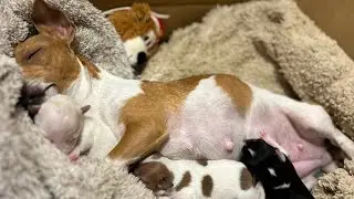 DOG PREGNANCY JOURNEY- JACK RUSSELL
