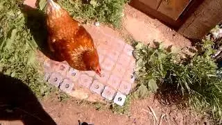 Ручная курица очень смешная