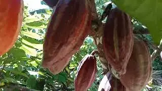 Cacao Farming of Mr. & Mrs. Catayong in Salug, Zamboanga del Norte