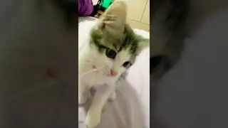 котики