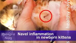 Navel inflammation - how to treat in kittens?