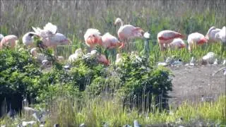 2017 05 22 Film   Kieviet,Ree, Flamingo's, Meeuwen, Kerkje Zwillbrock, zwaluw.