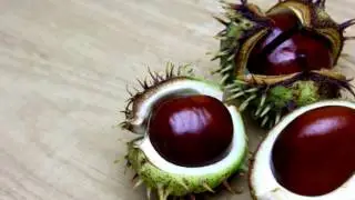 Конский каштан обыкновенный