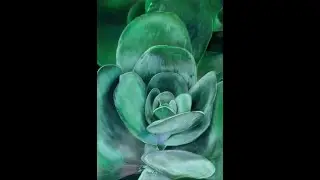 Succulent Plant Drawing