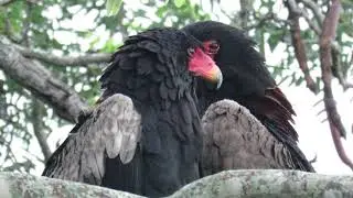 Two Bateleur's pruning yawning- waking up