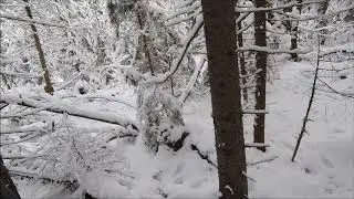 Охота с биглем.Выход 01.11.19 г. Хитрый заяц.