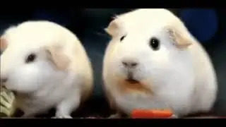 I Want No Carrot