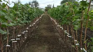 Подготовка саженцев винограда к выкопке. Тел,WhatsApp и Viber : 8-918-43-794-43