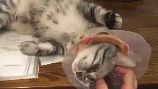 Our Cat Wouldn’t Let Me Study