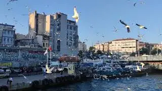 Karaköy Martılar