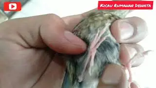 ciri-ciri srdc trotolan jantan dan review harga srdc 2020 akhir