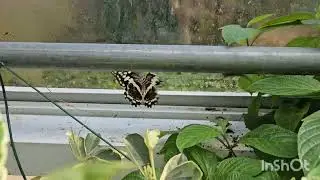 Дом бабочек в замке Малахаид