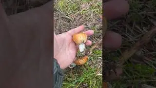 Начинаю сезон сбора грибов👌🏻 