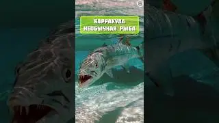 барракуда удивительная рыба #факты #интересно #животные #топчик