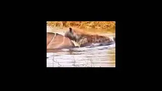 gazelle eaten by hyena ll hyena attack gazelle ll#video #viral #animals #youtubevideo