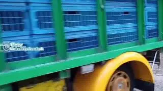 Ikeh ikeh kimochi