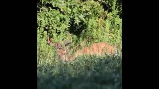Morning Munchies: A White-tailed Deer's Breakfast Routine