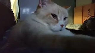 ночной кот барон лежит на мне и мнет одеяло лапками