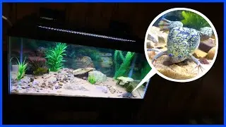 Setting Up My New 40 Gal. FROG TANK!