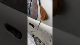 Качество китайского автопрома😂👍 #автосервис #гонка #car #топ #китай