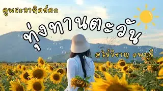 One Day Trip ทุ่งทานตะวัน & ทุ่งคอสมอส เขาจีนแล จ.ลพบุรี | มาดูพระอาทิตย์ตก ส่งท้ายปลายปีกัน
