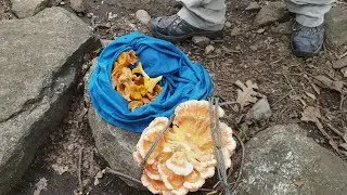 Собирают ли грибы в Америке?