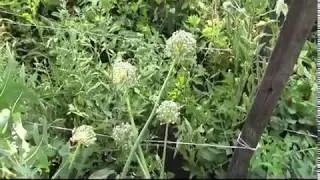 Влог. И снова про огород. Созрели помидоры.