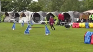 Emily und Gizmo Agility Hockenheim 16.05.2016