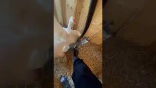 The REAL Reason Goose Eggs are Expensive 