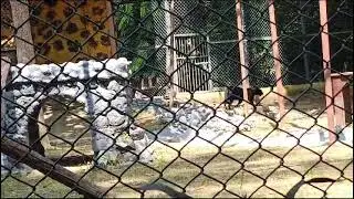 Black panther in the kolkata zoo #shortsfeed #shortvideo #shotsvideo #trending #viralreels #viral