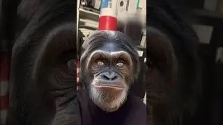 SWEET CHILD O' MINESong #gunsnroses #music #song #sweetchildomine #rocknroll #chimpanzee